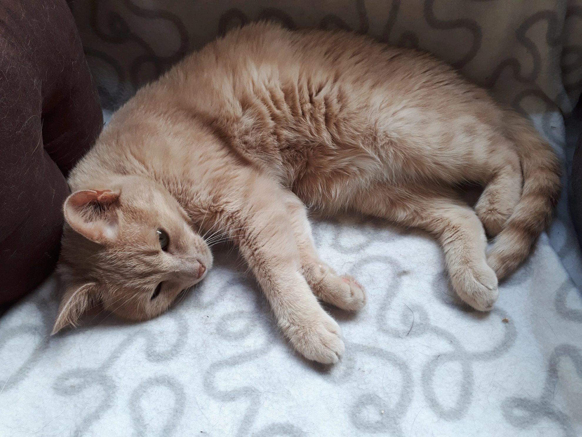 Photo d'illustration de chat